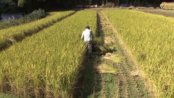 01.ビデオ大賞　最後の田んぼ　