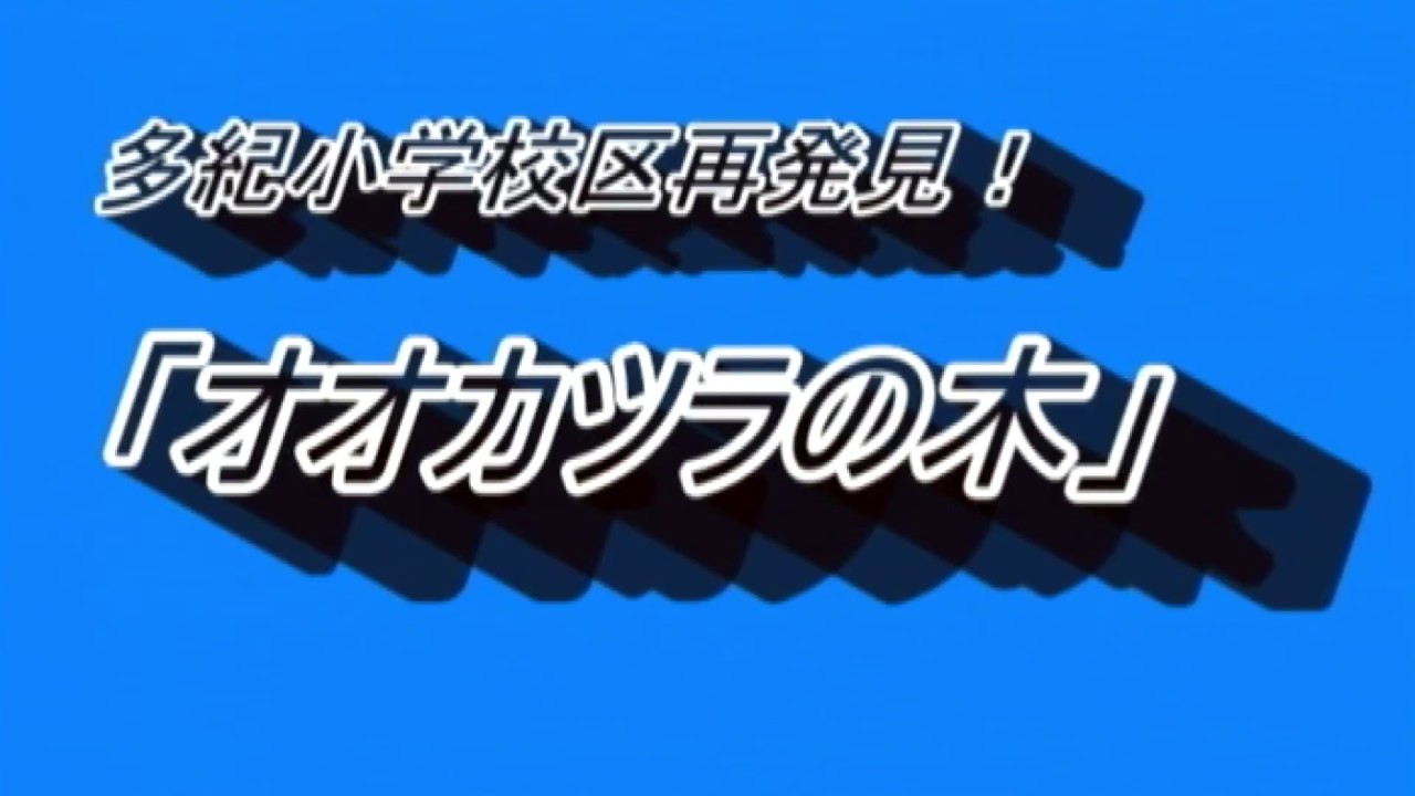 14.ささやま新発見賞　多紀小学校区再発見！「オオカツラの木」