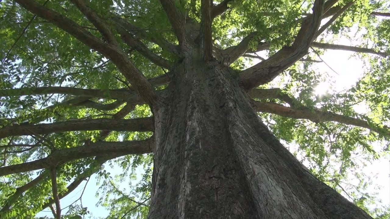 06.ファイナリスト賞　王様の木の物語