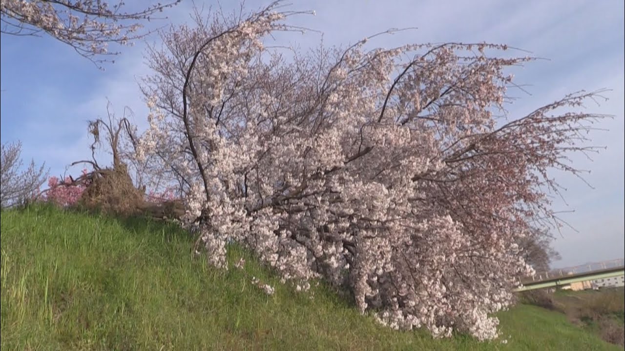 03.丹波篠山市長賞　奇跡の倒木桜