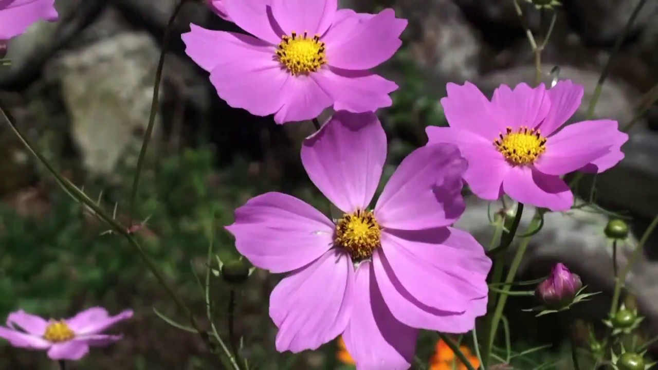 06.篠山市議会議長賞　限界集落　最後の挑戦