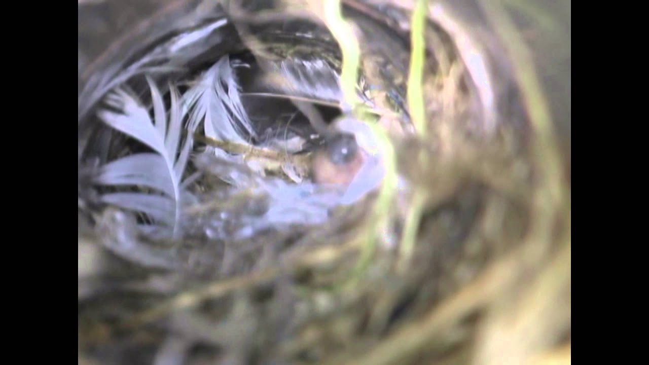 06.NHK神戸放送局長賞　スズメのアパート