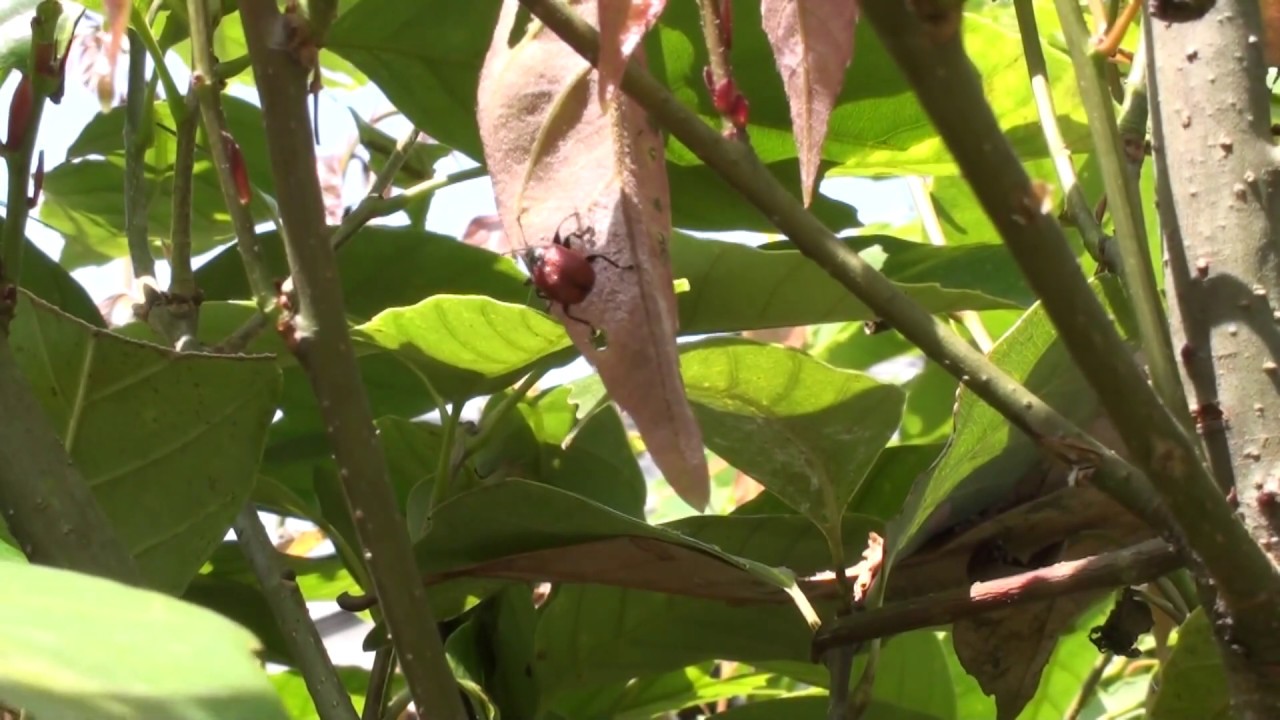 01.ビデオ大賞　オトシブミのお母さん　