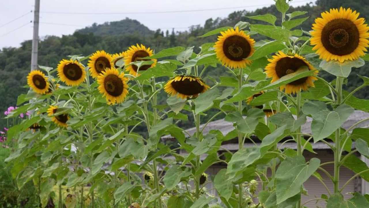 11.優秀賞 城東小学校PTAひまわりプロジェクト