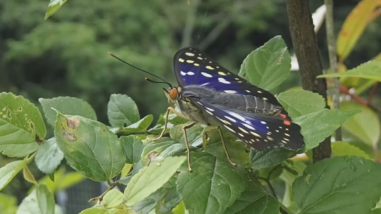 02.兵庫県知事賞　オオムラサキ―生きる知恵―