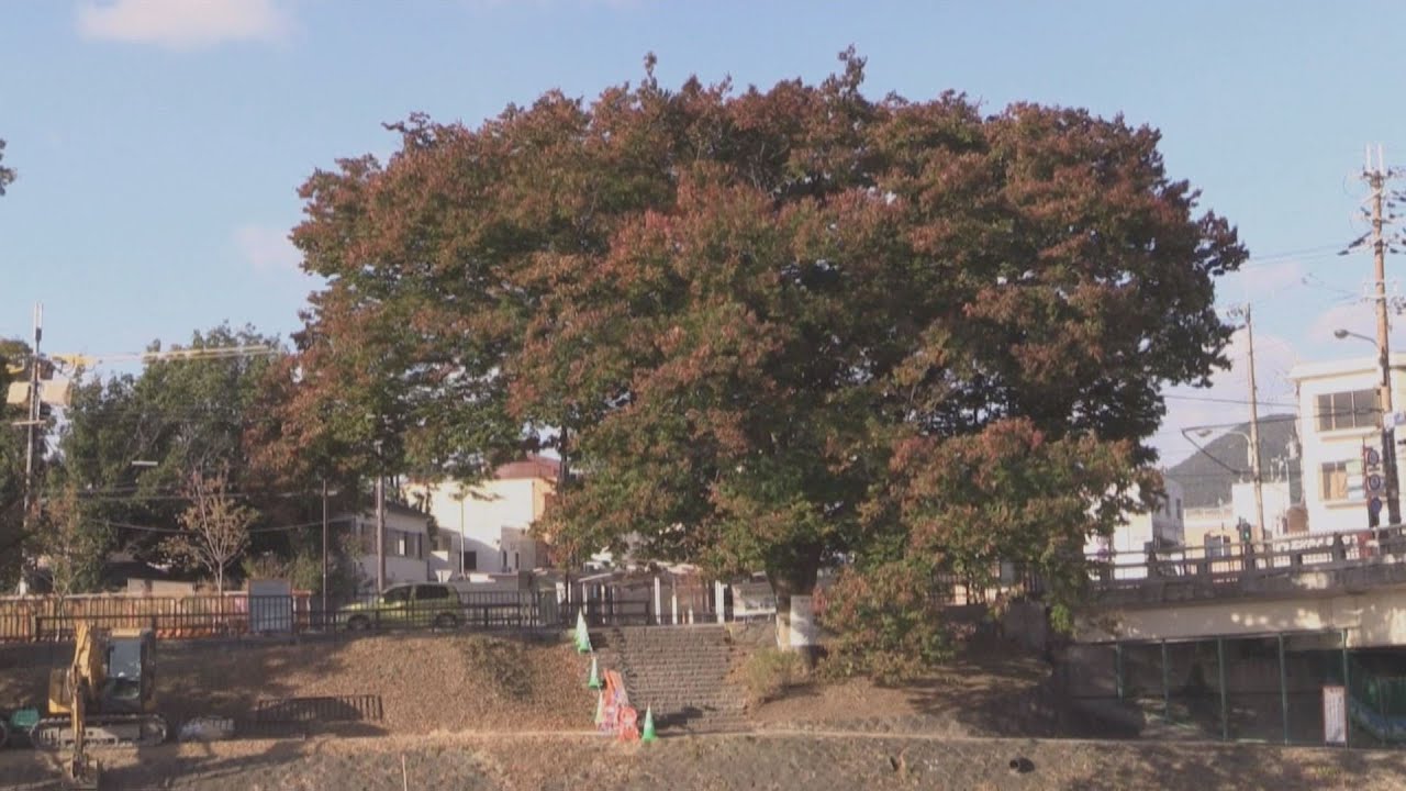 2015年　ビデオ大賞　思い出に生きるケヤキ　